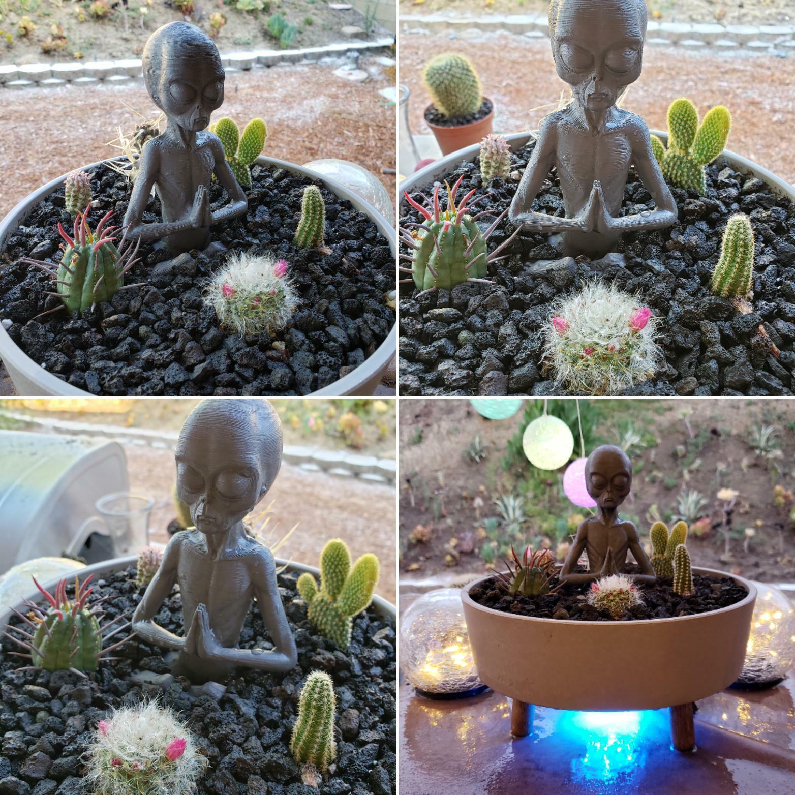 Mon mari appelle les cactus des bébés extraterrestres, alors j’ai pris ceux qu’il a choisis et je les ai installés pour ses préférés.