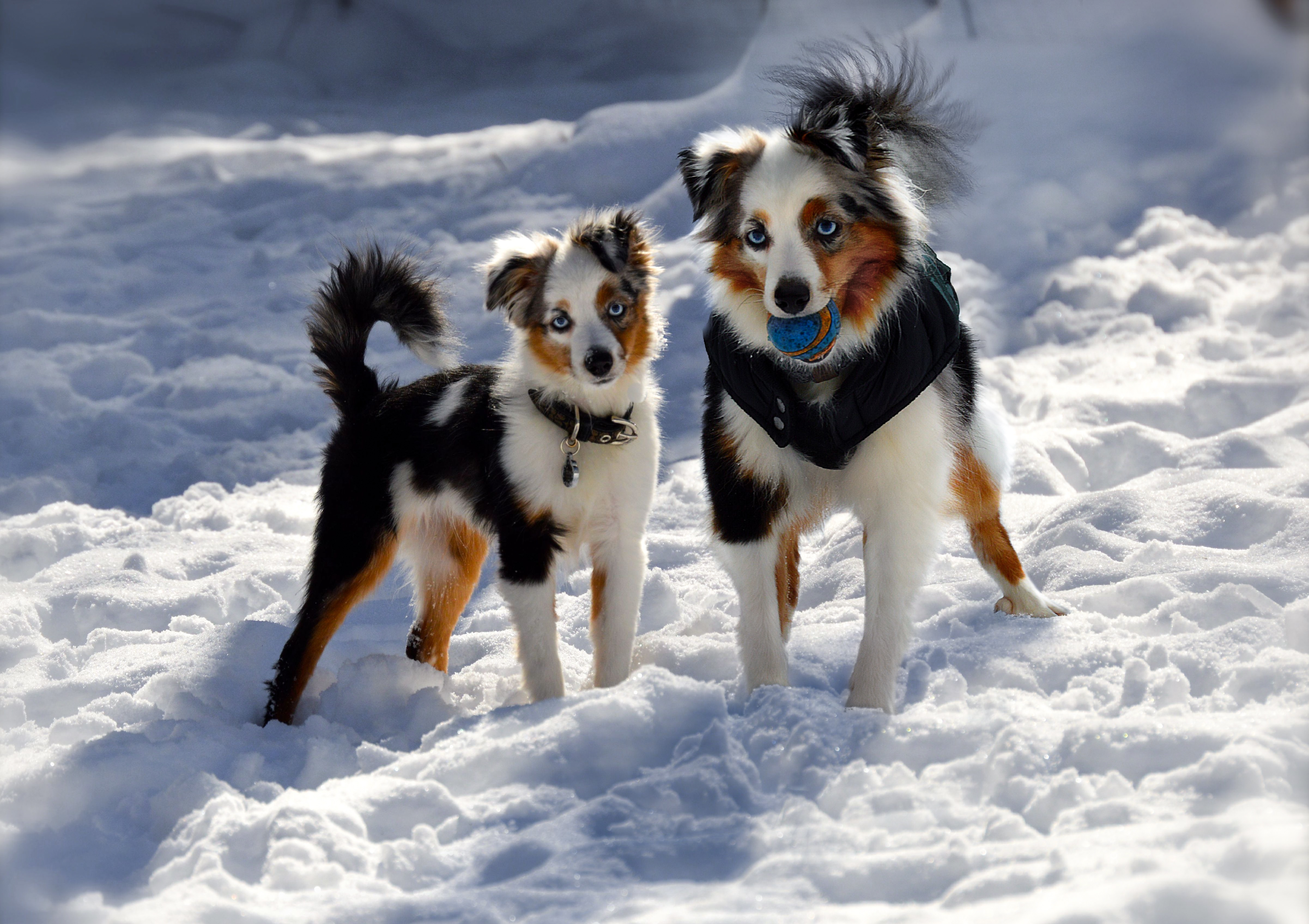 69 photos montrant la comparaison de la croissance des chiens en tant que chiots et en tant qu'adultes dans ces photos combinées que j'ai faites.