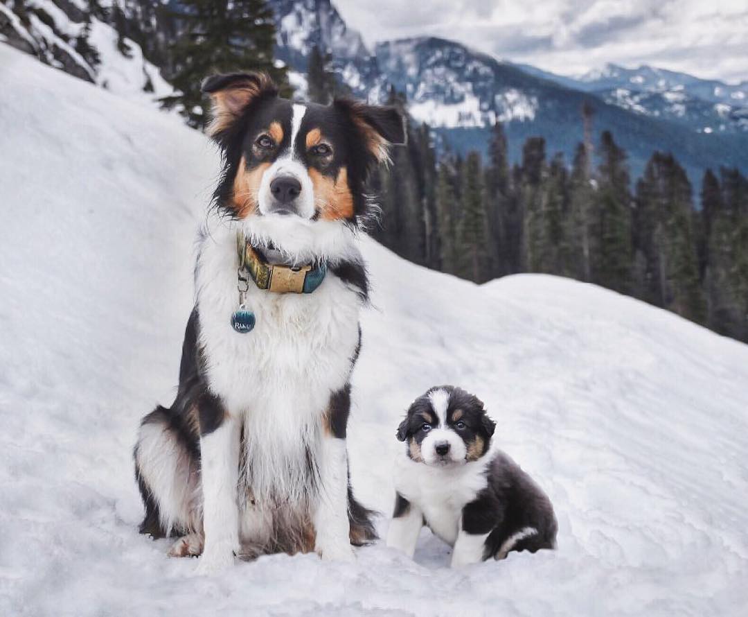 69 photos montrant la comparaison de la croissance des chiens en tant que chiots et en tant qu’adultes dans ces photos combinées que j’ai faites.
