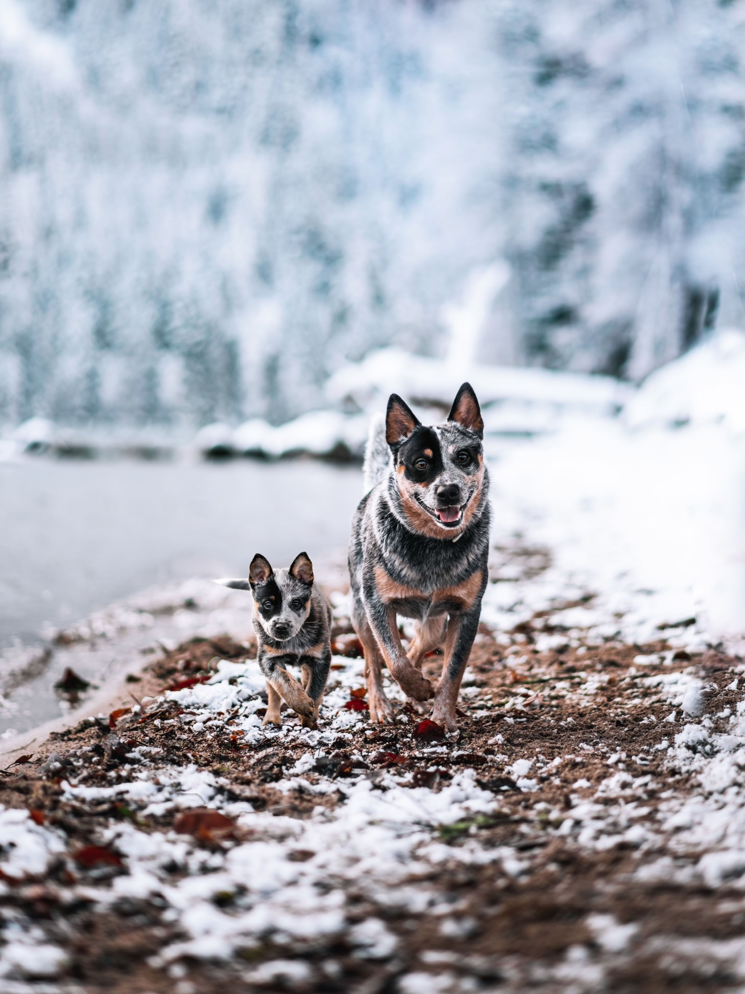 69 photos montrant la comparaison de la croissance des chiens en tant que chiots et en tant qu’adultes dans ces photos combinées que j’ai faites.