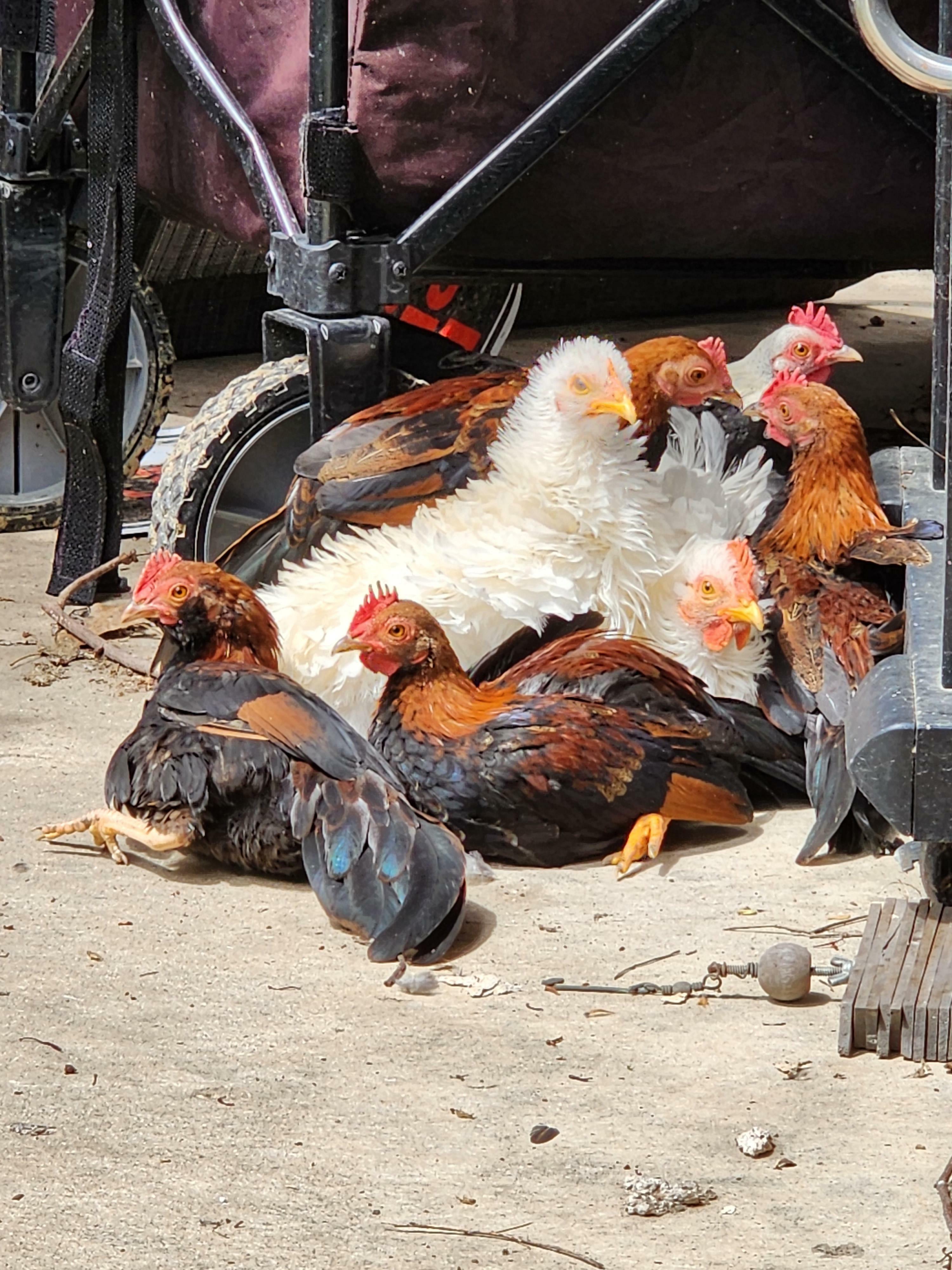 un troupeau de poules prenant un bain de soleil