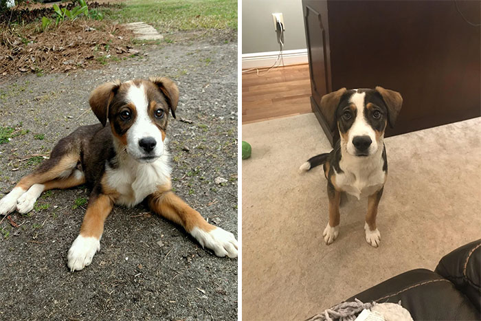 quelqu’un a abandonné mon petit garçon sur le bord de la route alors qu’il n’était qu’un minuscule chiot. quatre ans plus tard, il est devenu un si beau garçon !