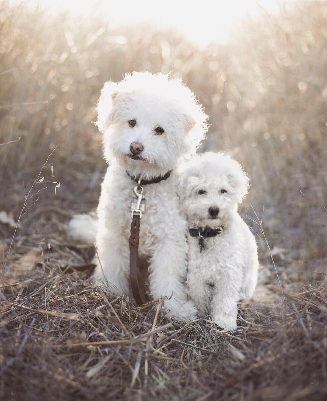69 photos montrant la comparaison de la croissance des chiens en tant que chiots et en tant qu’adultes dans ces photos combinées que j’ai faites.
