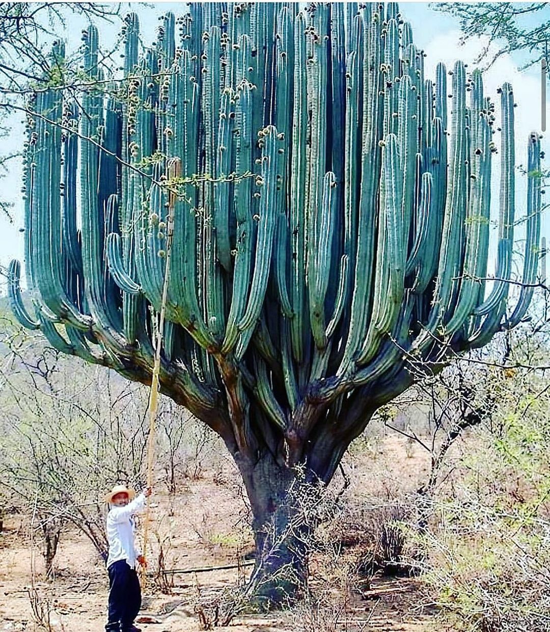 cactus géant à oaxaca au mexique