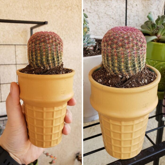 J’ai trouvé le cactus parfait pour mon pot de cône de crème glacée acheté !
