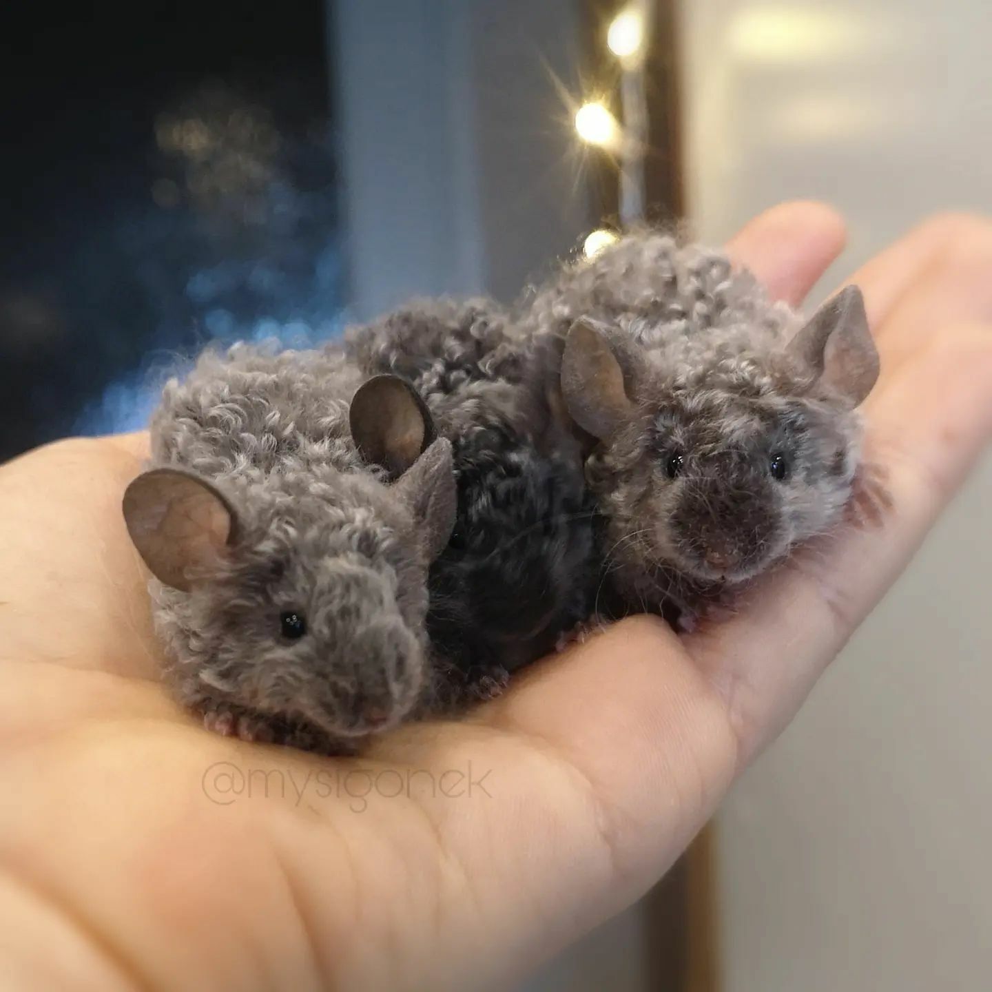 L’éleveur de souris polonaises partage 40 photos de ses souris fantaisistes