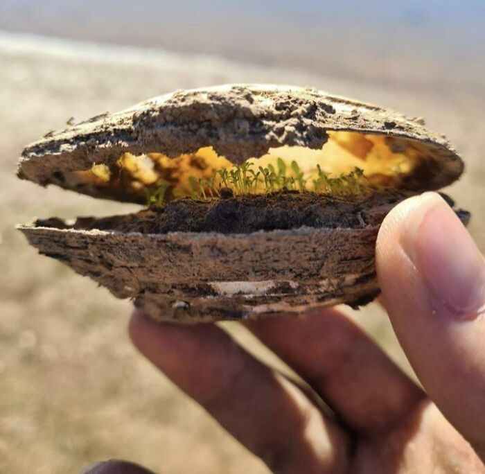 ramasse une vieille palourde près d’un lac en Australie du Sud et trouve une petite colonie de plantes à l’intérieur, vivant des nutriments.