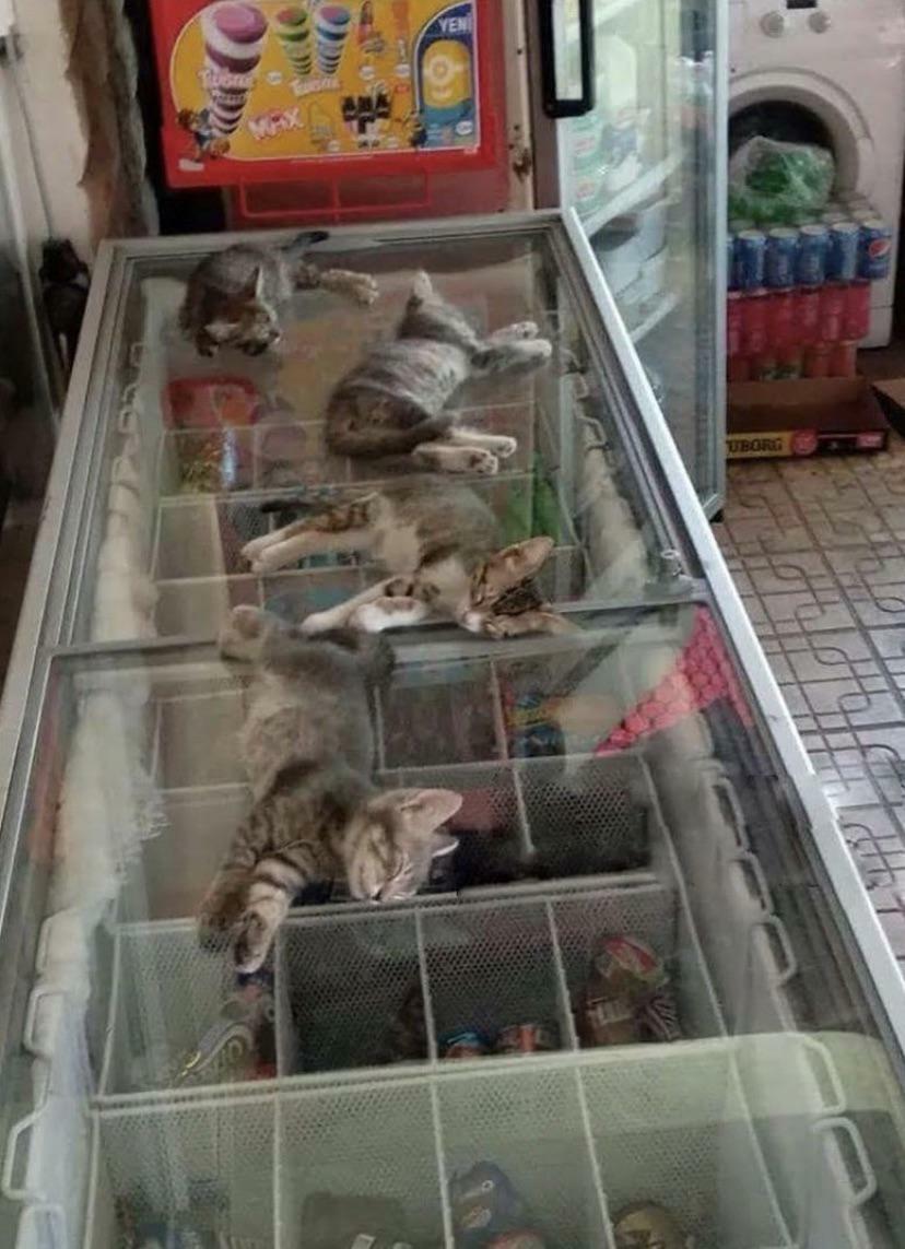 la rue est très chaude, alors la vendeuse permet aux chatons d’entrer dans le magasin et de dormir sur le congélateur.