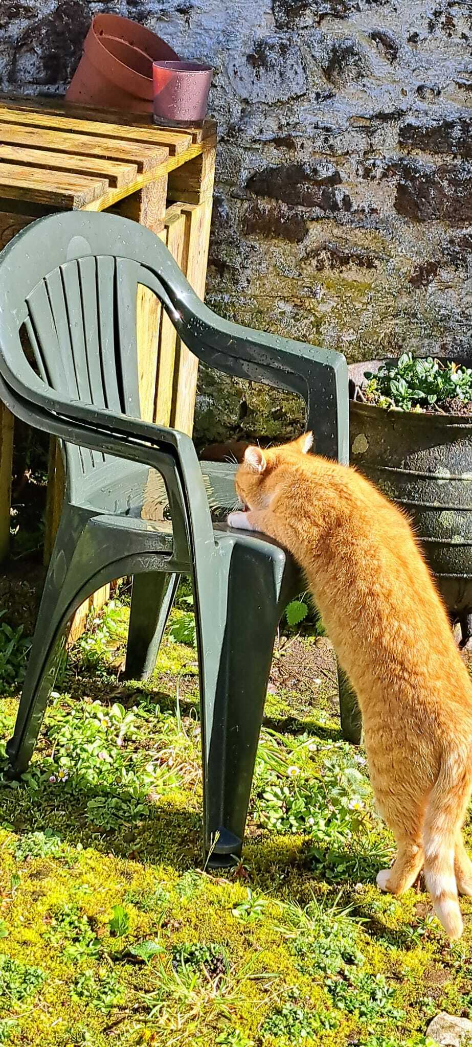 eau filtrée provenant d’une fontaine pour animaux de compagnie – non eau de la chaise – oui