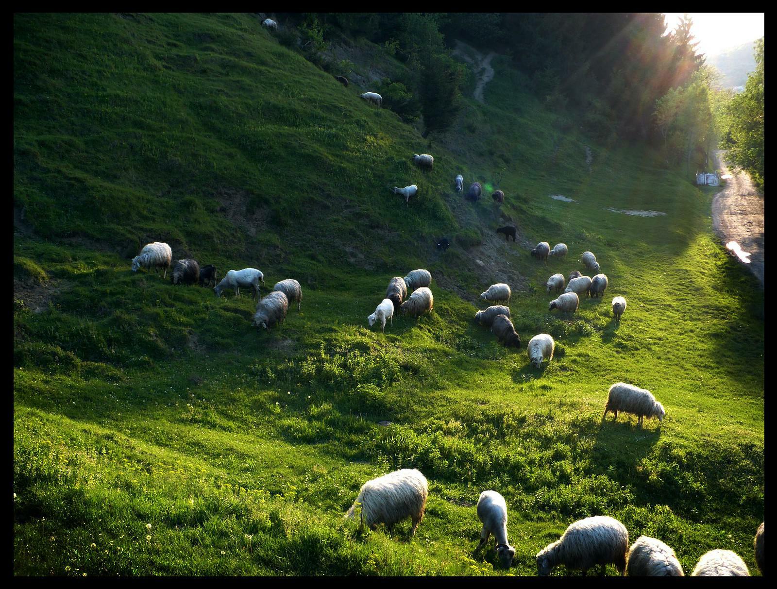 moutons bibliques