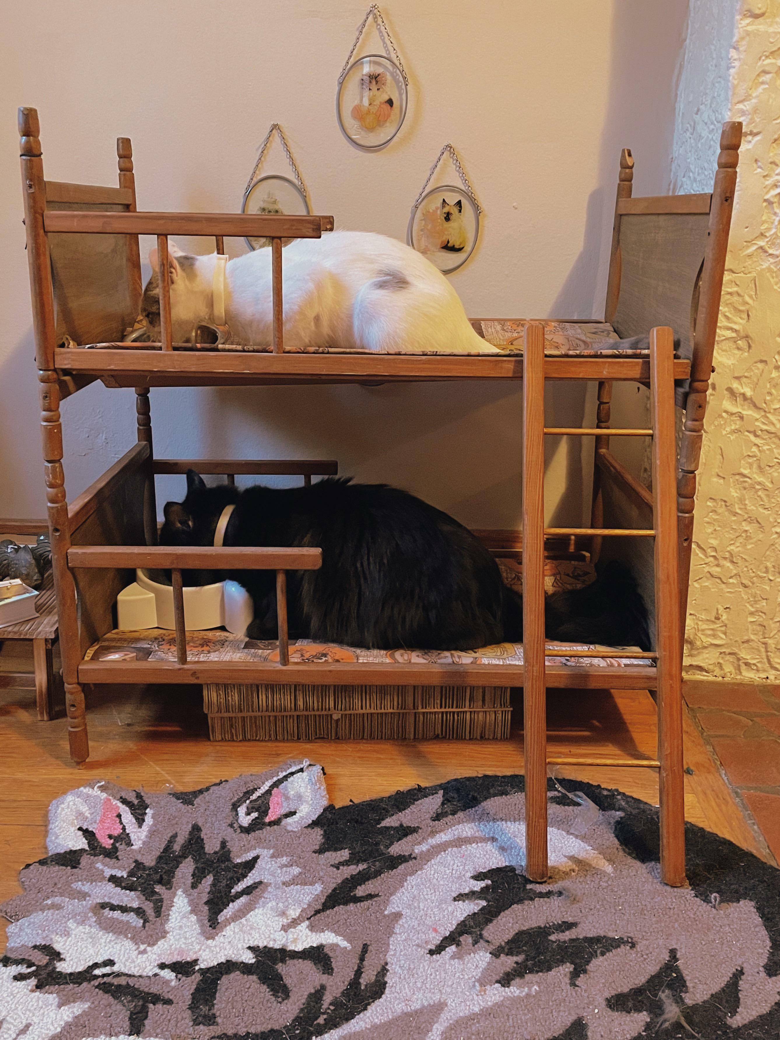 Tulip et Beanie adorent avoir des lits superposés. Cela signifie des soirées pyjama non-stop et des commérages tard dans la nuit.