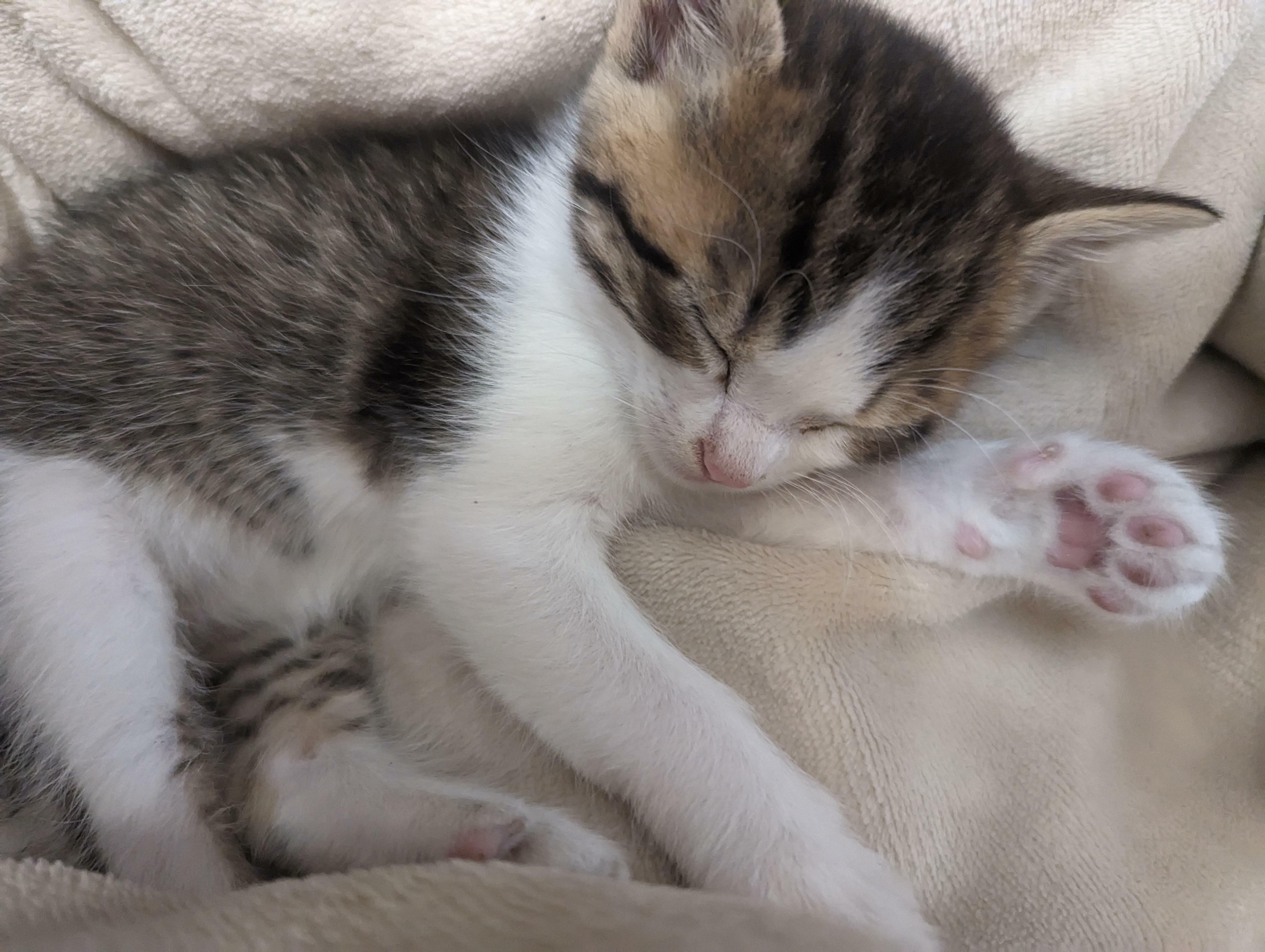 Eddie, notre petit chaton, s'est bien installé.