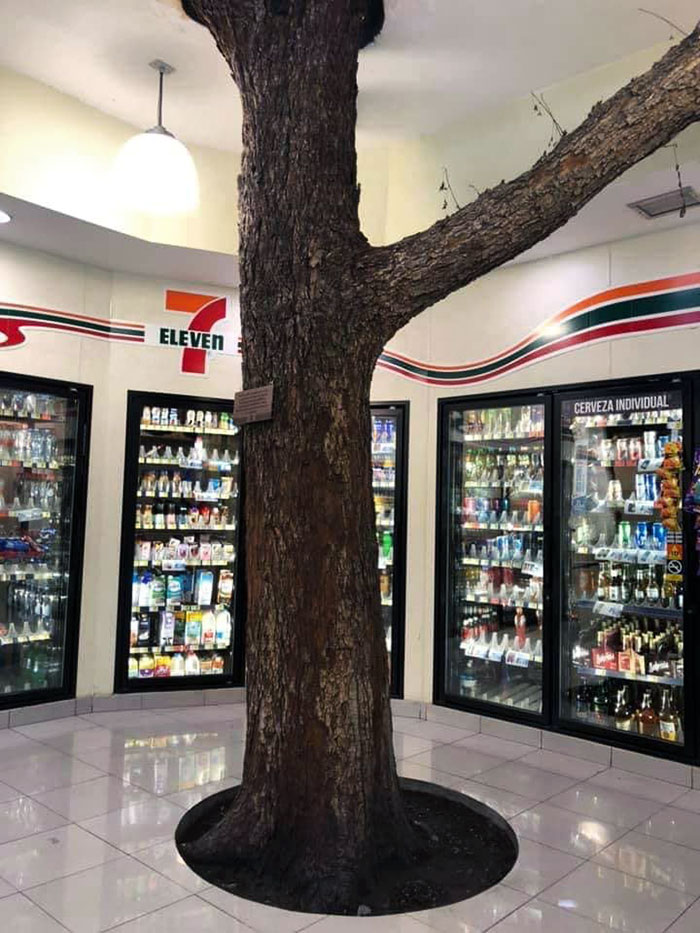 ce 7-eleven au mexique a été construit autour d’un arbre