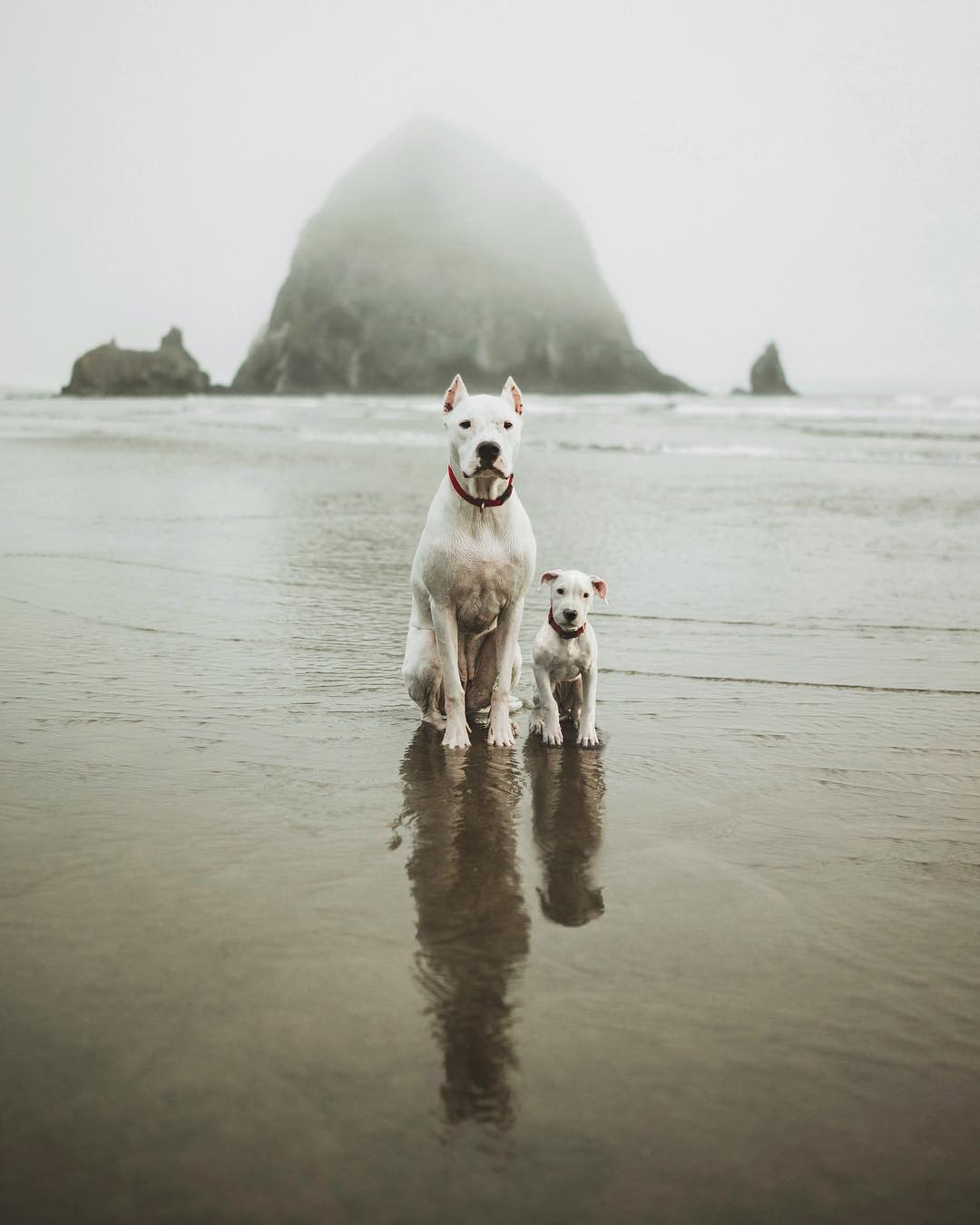 69 photos montrant la comparaison de la croissance des chiens en tant que chiots et en tant qu’adultes dans ces photos combinées que j’ai faites.