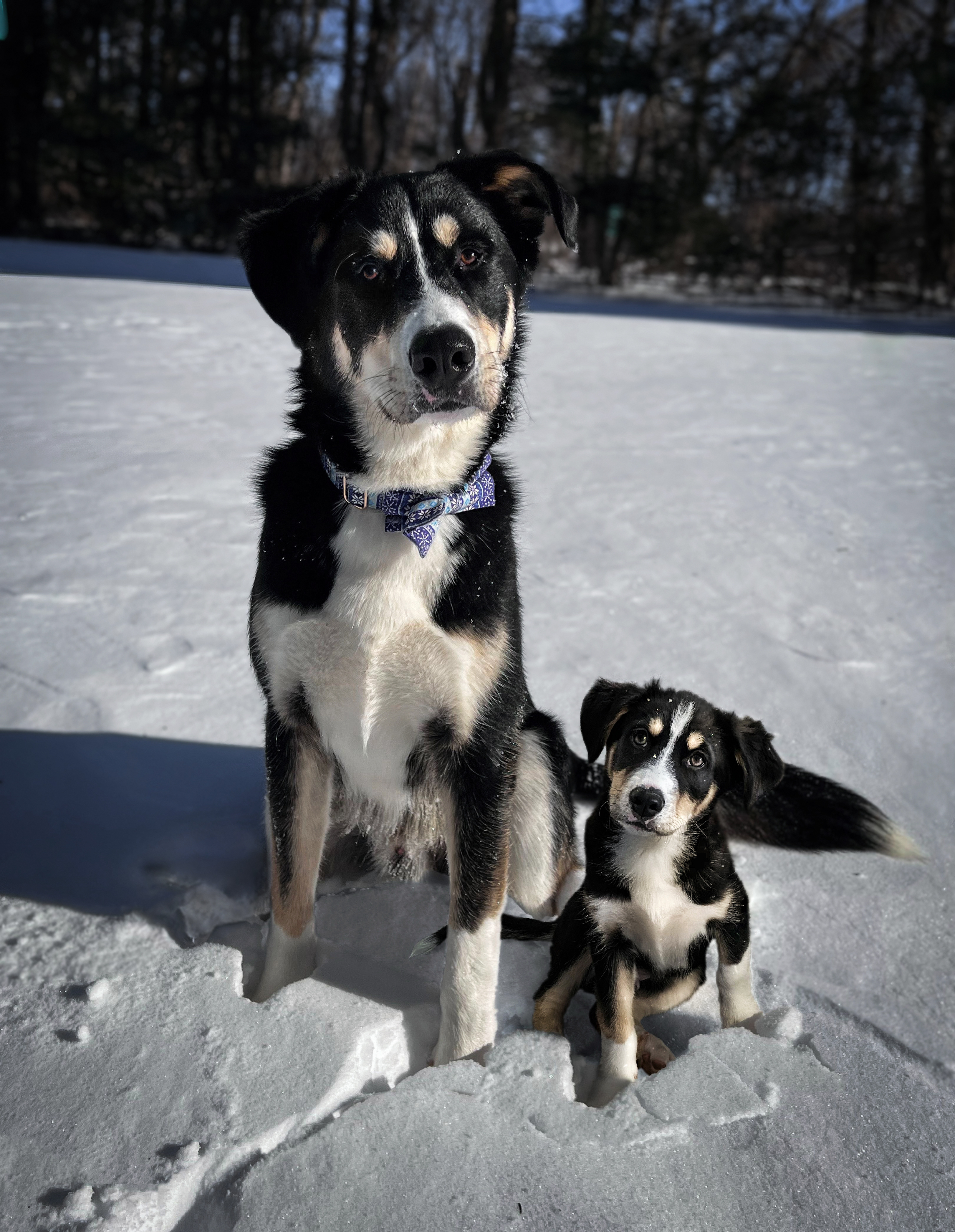 69 photos montrant la comparaison de la croissance des chiens en tant que chiots et en tant qu'adultes dans ces photos combinées que j'ai faites.