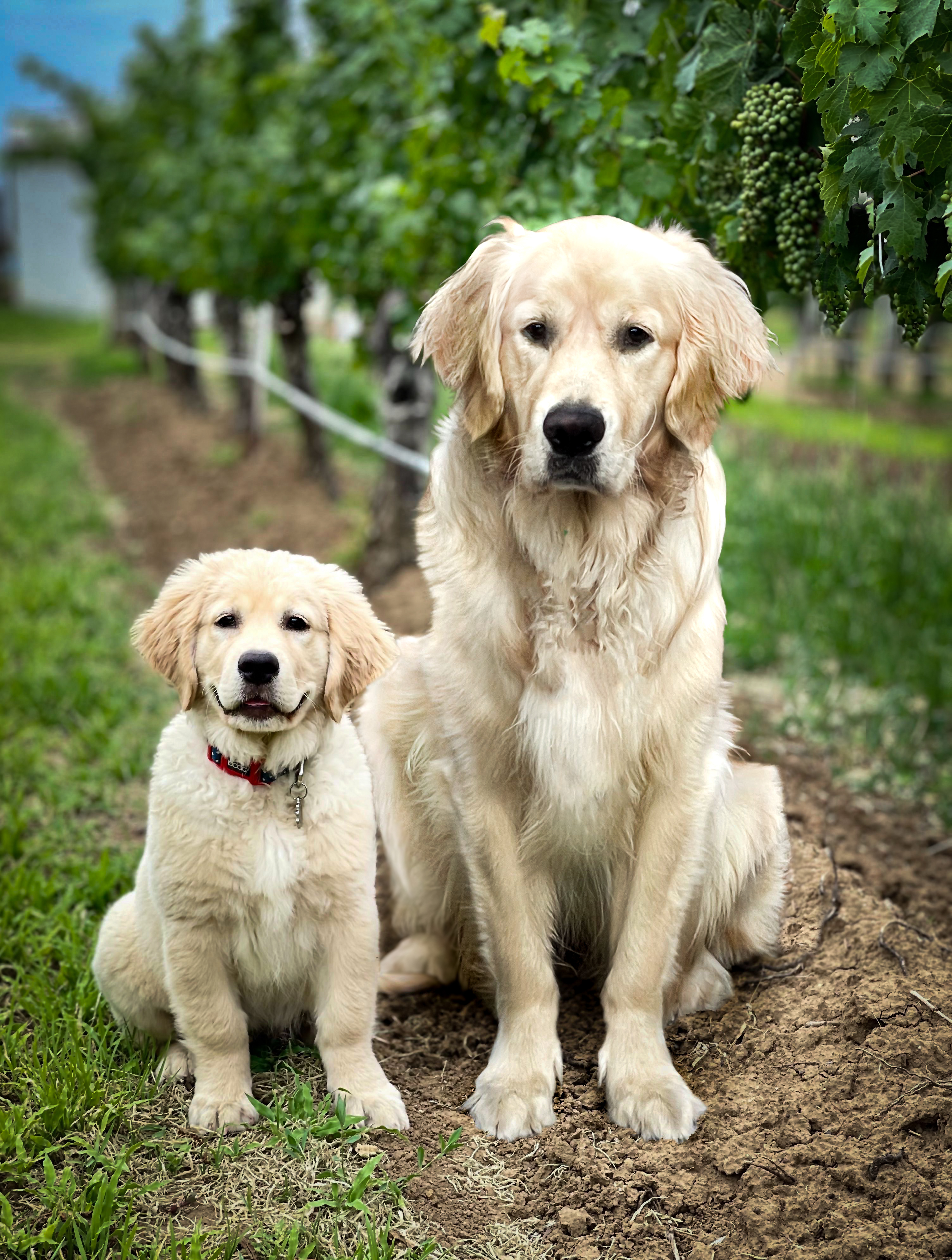 69 photos montrant la comparaison de la croissance des chiens en tant que chiots et en tant qu'adultes dans ces photos combinées que j'ai faites.