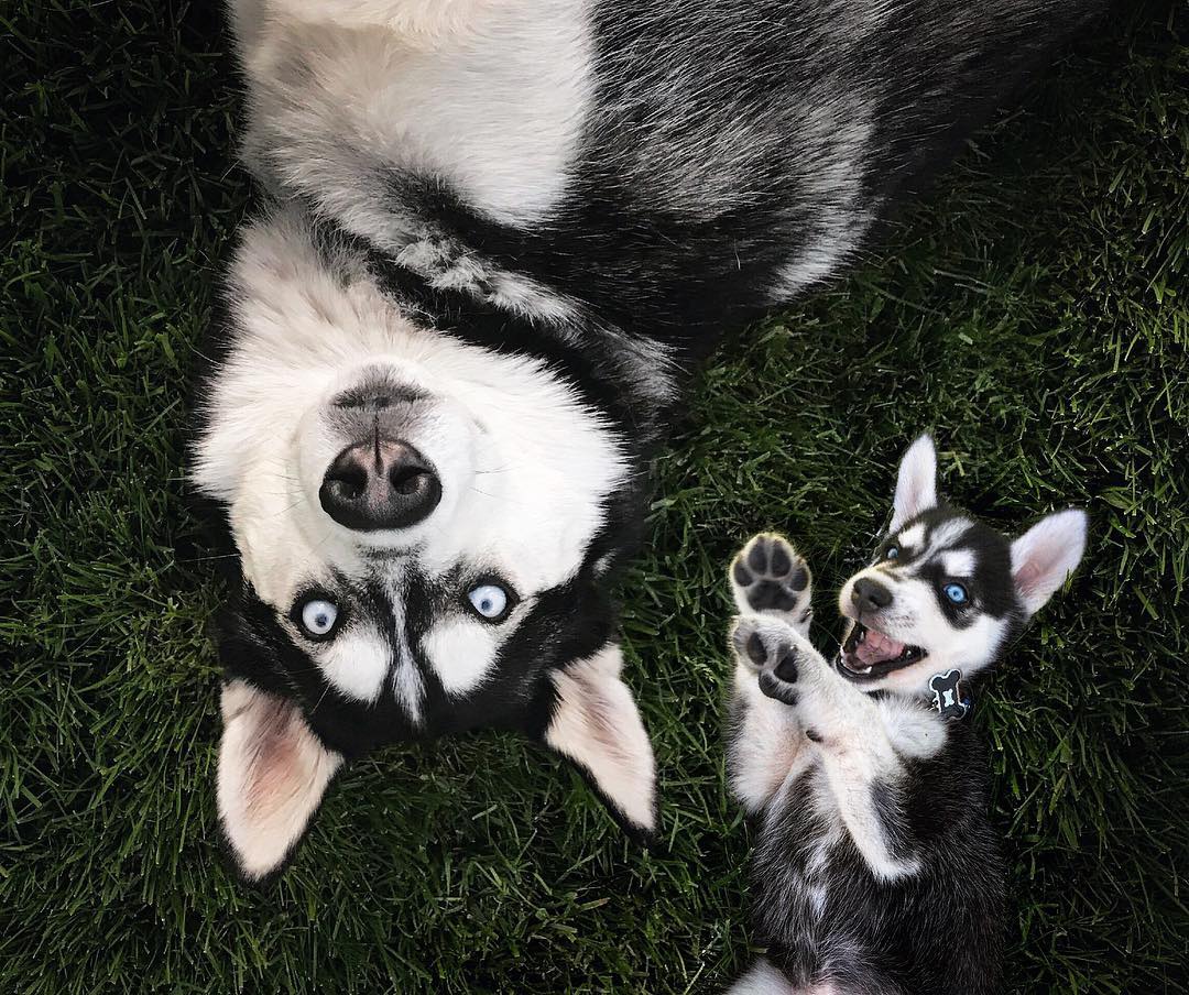 69 photos montrant la comparaison de la croissance des chiens en tant que chiots et en tant qu’adultes dans ces photos combinées que j’ai faites.