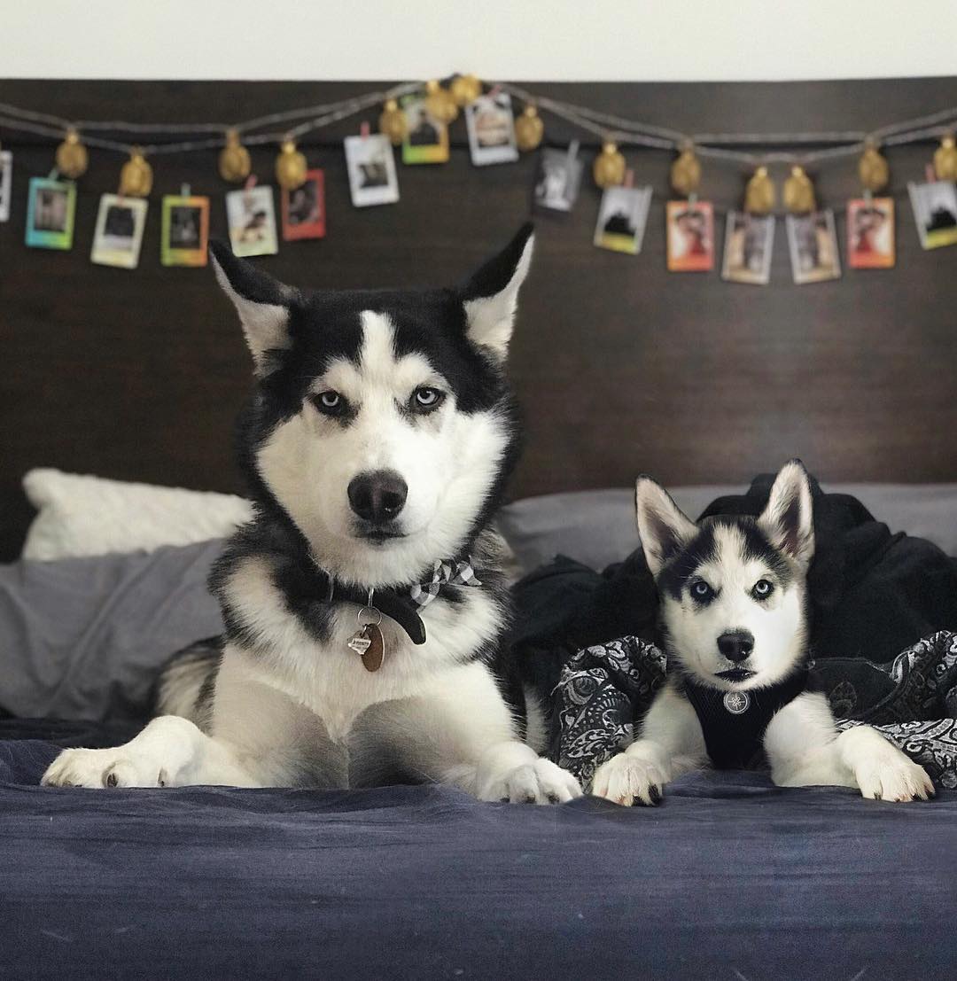 69 photos montrant la comparaison de la croissance des chiens en tant que chiots et en tant qu’adultes dans ces photos combinées que j’ai faites.