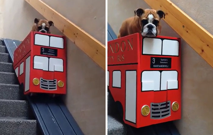 Le propriétaire d’un chien fabrique un élévateur de bus pour que son chien atteint d’arthrite puisse descendre les escaliers.