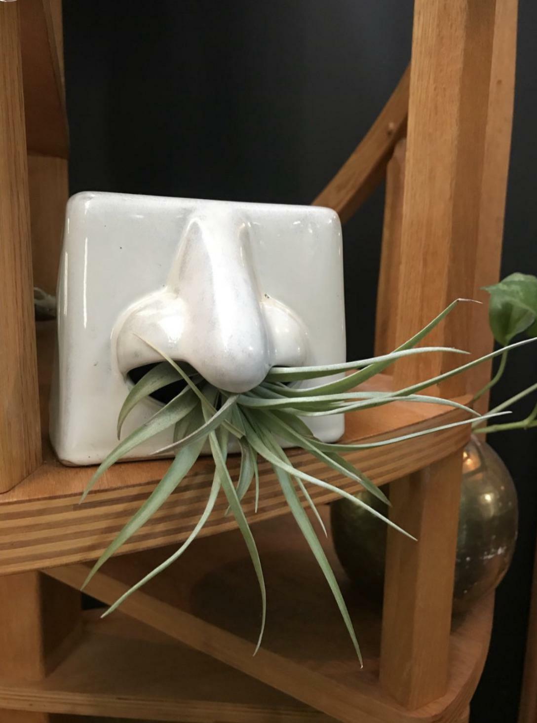 Ce drôle de porte-mouchoir en céramique fait un bien meilleur présentoir pour les plantes d’intérieur, je pense !