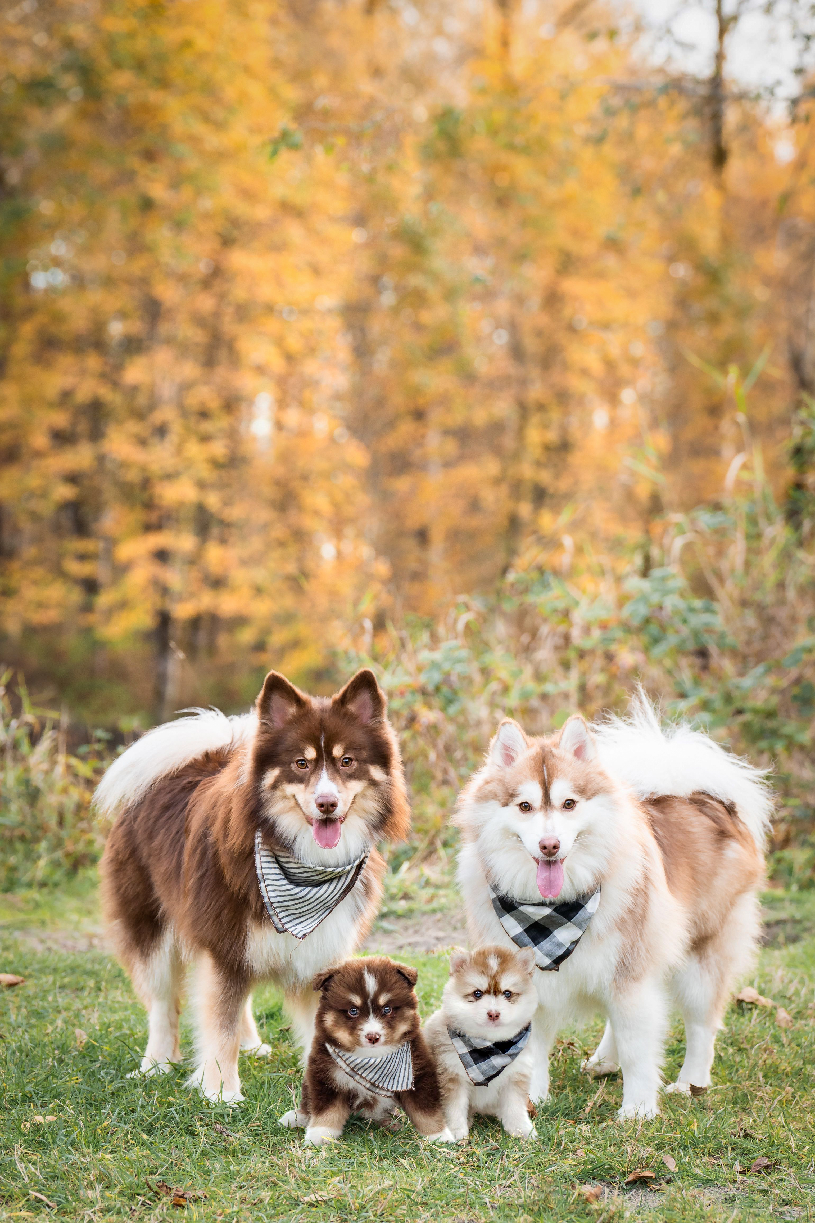 69 photos montrant la comparaison de la croissance des chiens en tant que chiots et en tant qu'adultes dans ces photos combinées que j'ai faites.