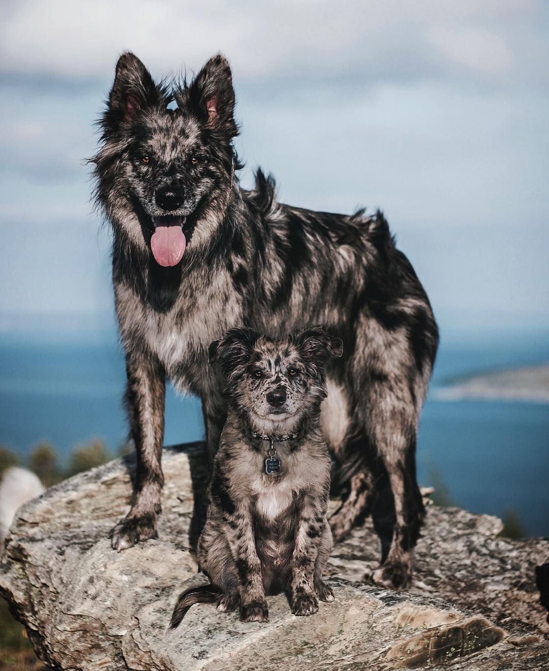 69 photos montrant la comparaison de la croissance des chiens en tant que chiots et en tant qu’adultes dans ces photos combinées que j’ai faites.