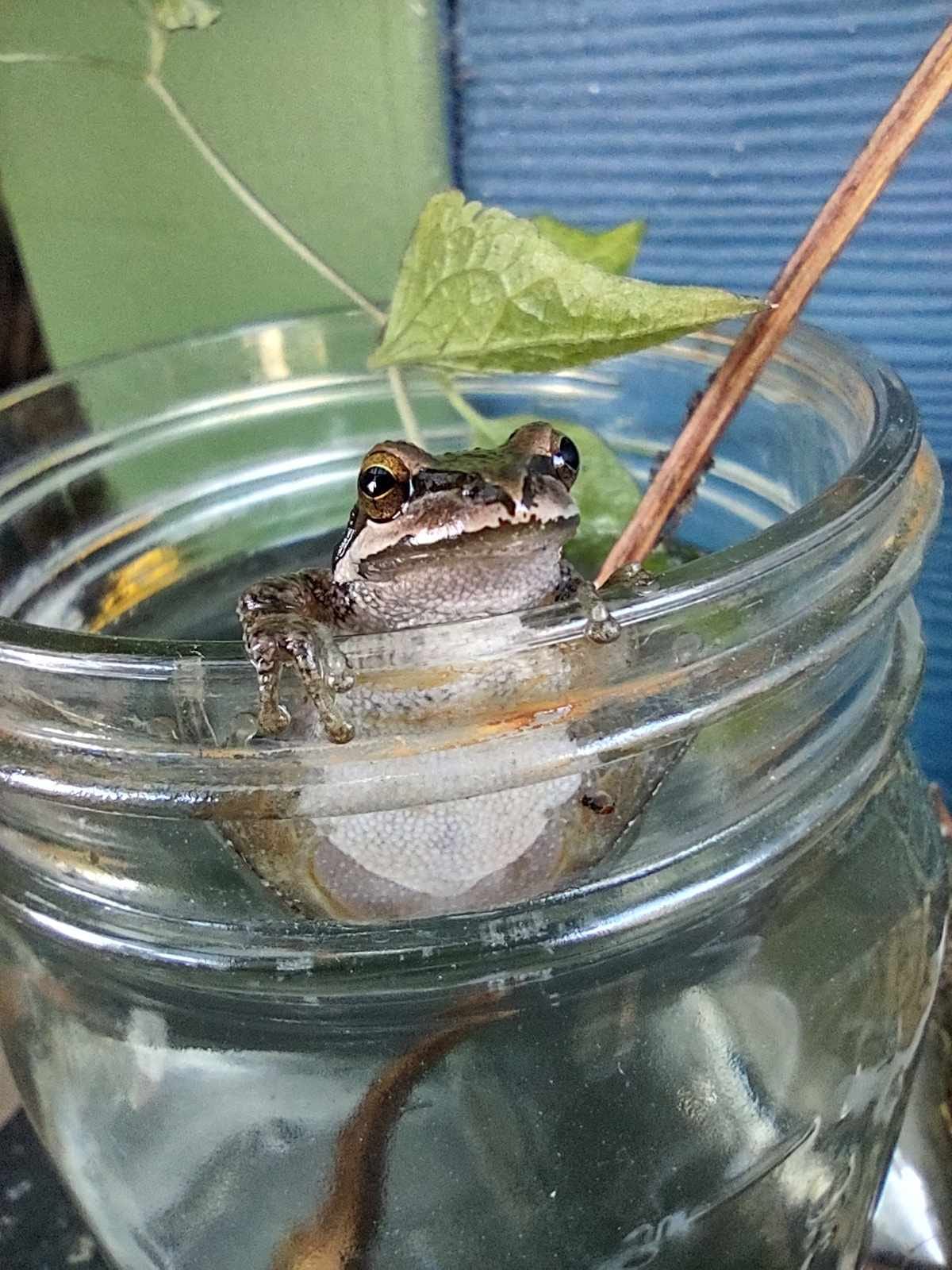 Regarde ce bel homme qui fait un plongeon dans une plante de multiplication en cette journée anormalement chaude.