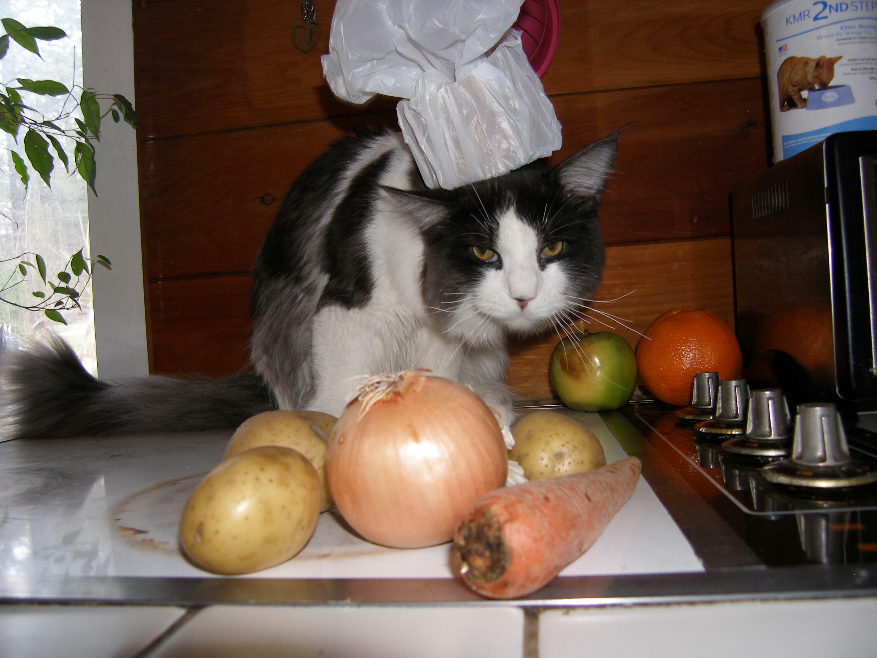 Fais connaissance avec chef, mon chat âgé nouvellement adopté !