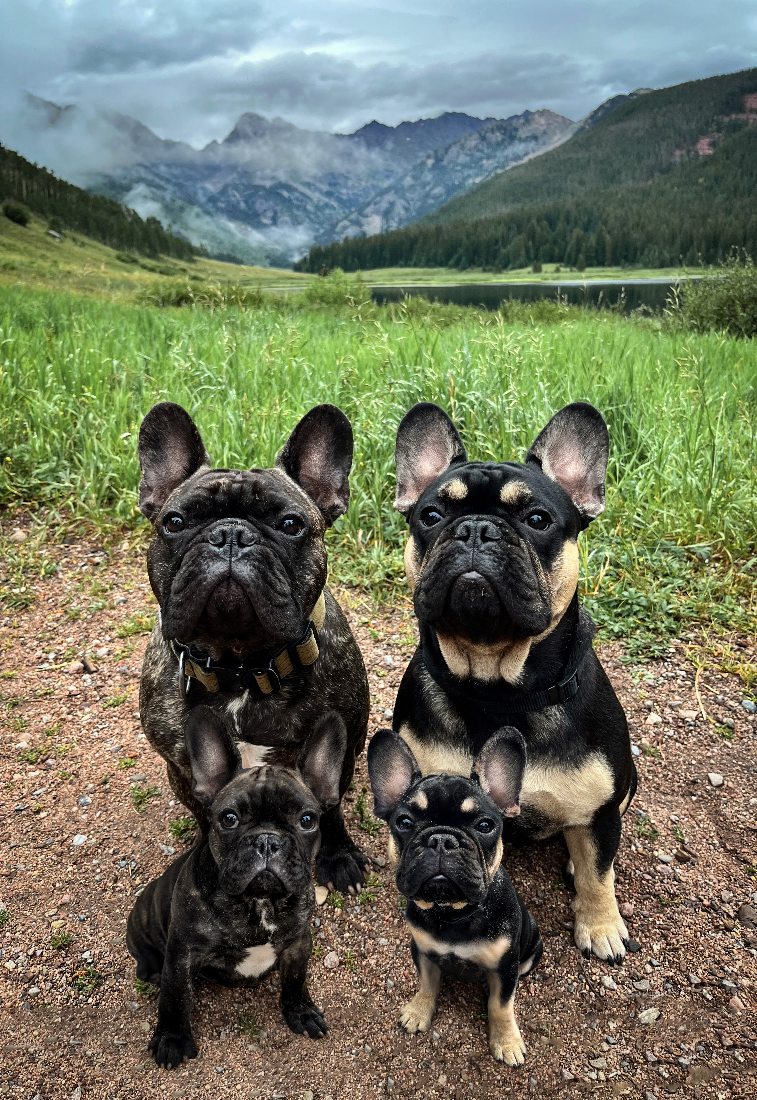 69 photos montrant la comparaison de la croissance des chiens en tant que chiots et en tant qu'adultes dans ces photos combinées que j'ai faites.
