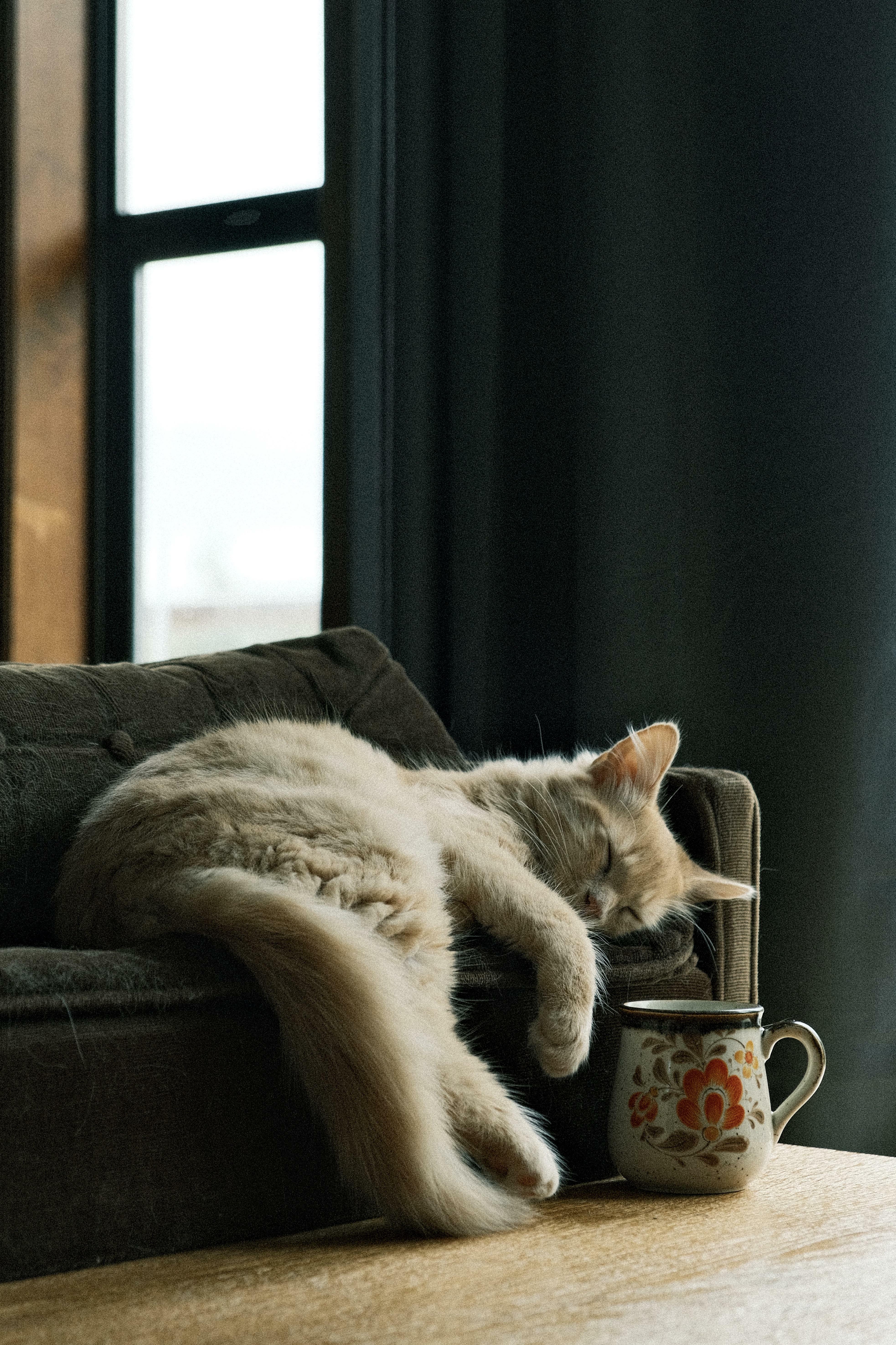 oh, être un chaton sur un petit canapé