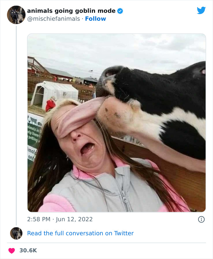 50 fois des animaux ont agi de façon si hilarante qu’ils ont fini par être partagés sur le compte twitter “animals going goblin mode” (nouvelles photos).