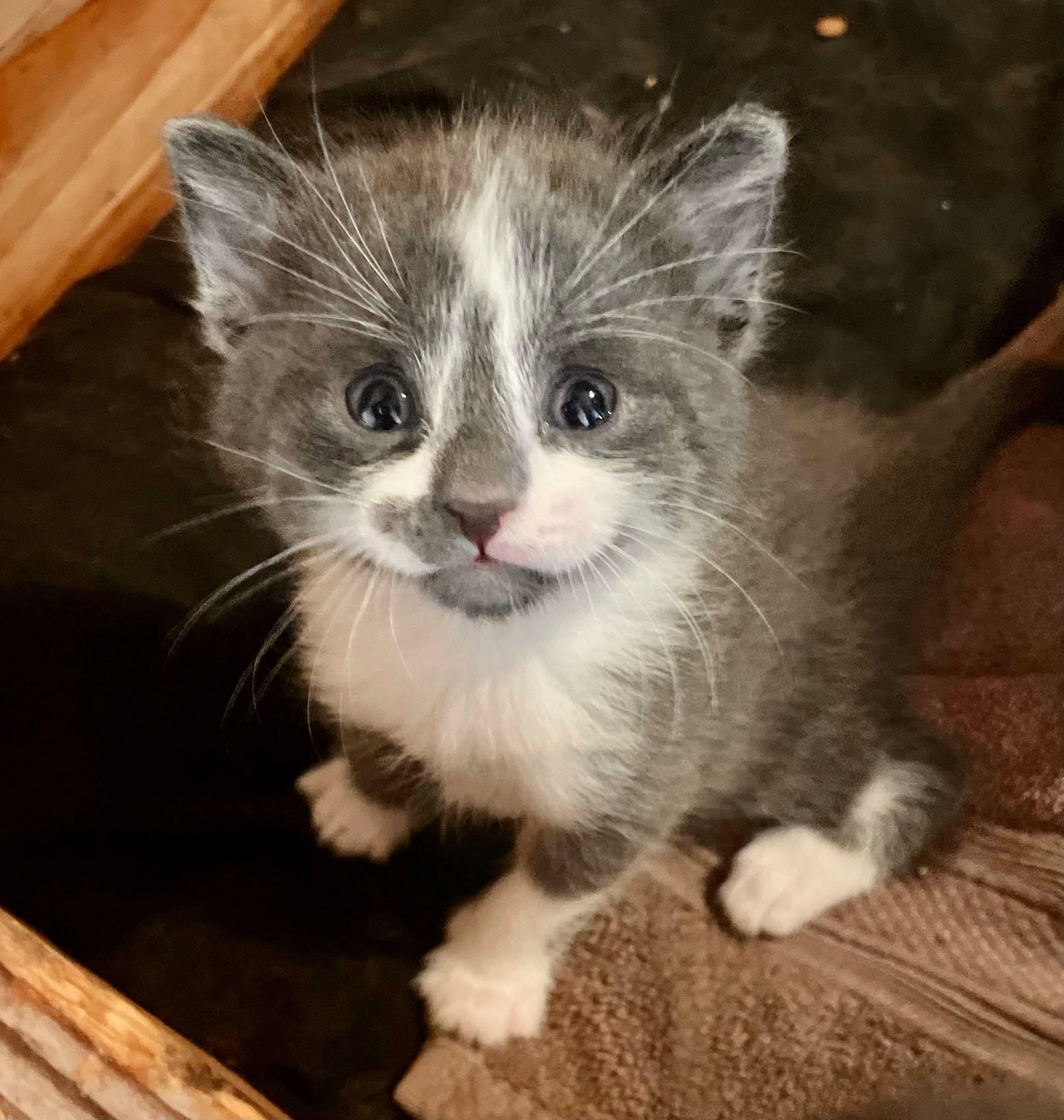 La chatte de ma mère a accouché et je suis amoureuse.