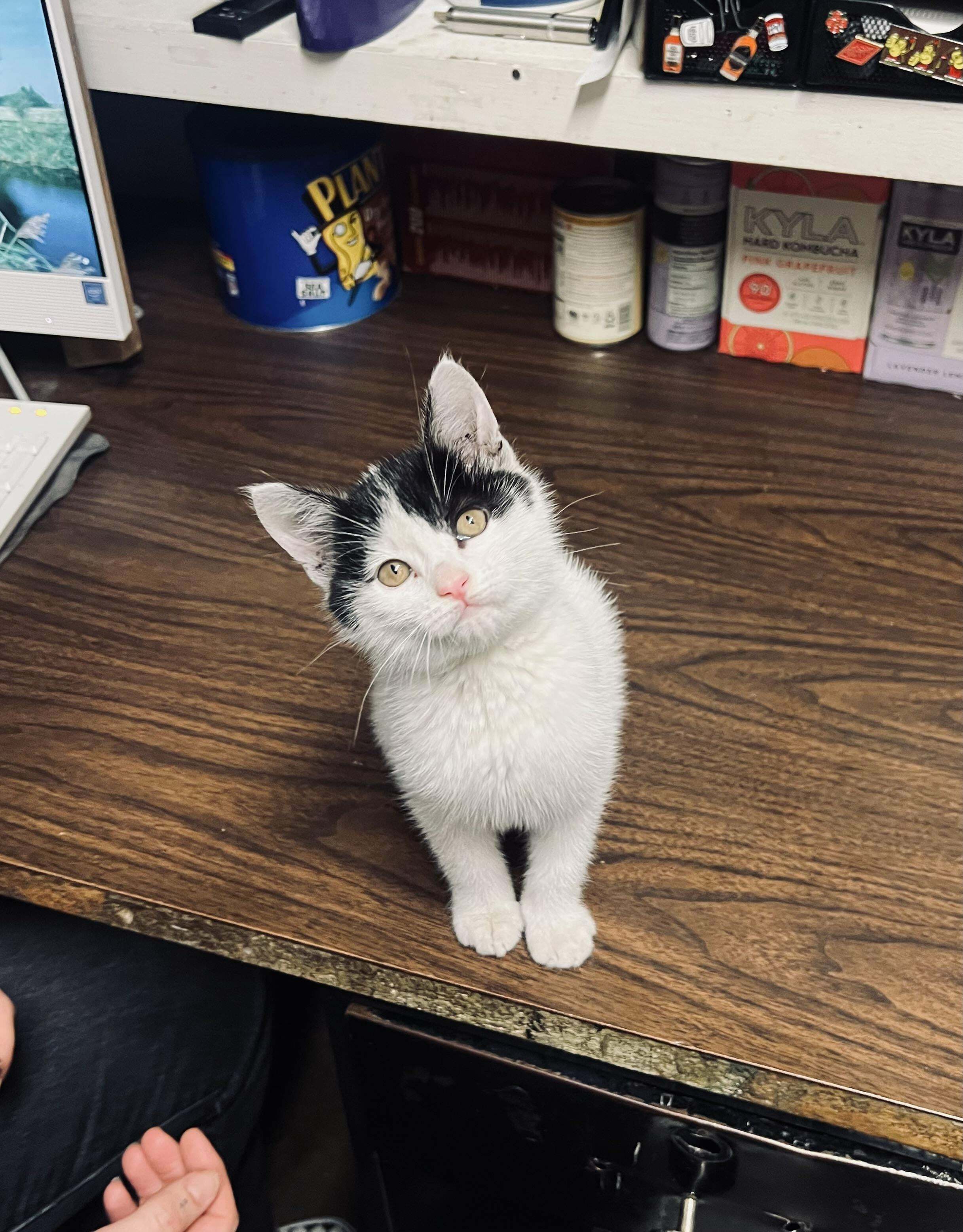 Ce petit bébé est apparu devant le travail de mon partenaire la semaine dernière et maintenant c'est le nôtre.