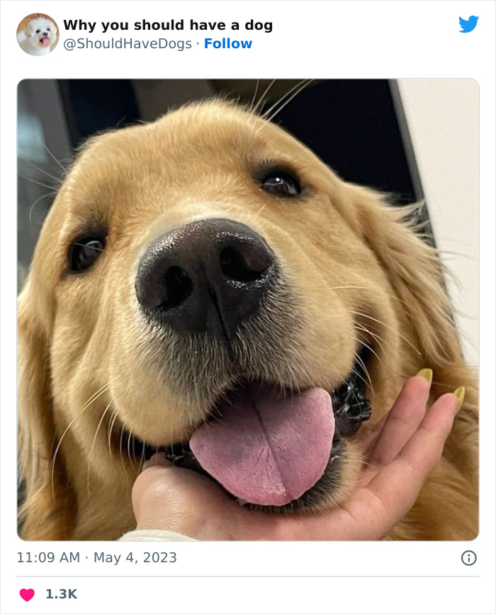 Ce compte twitter partage des photos qui montrent que ta vie n’est jamais ennuyeuse quand tu as un chien (50 pics).