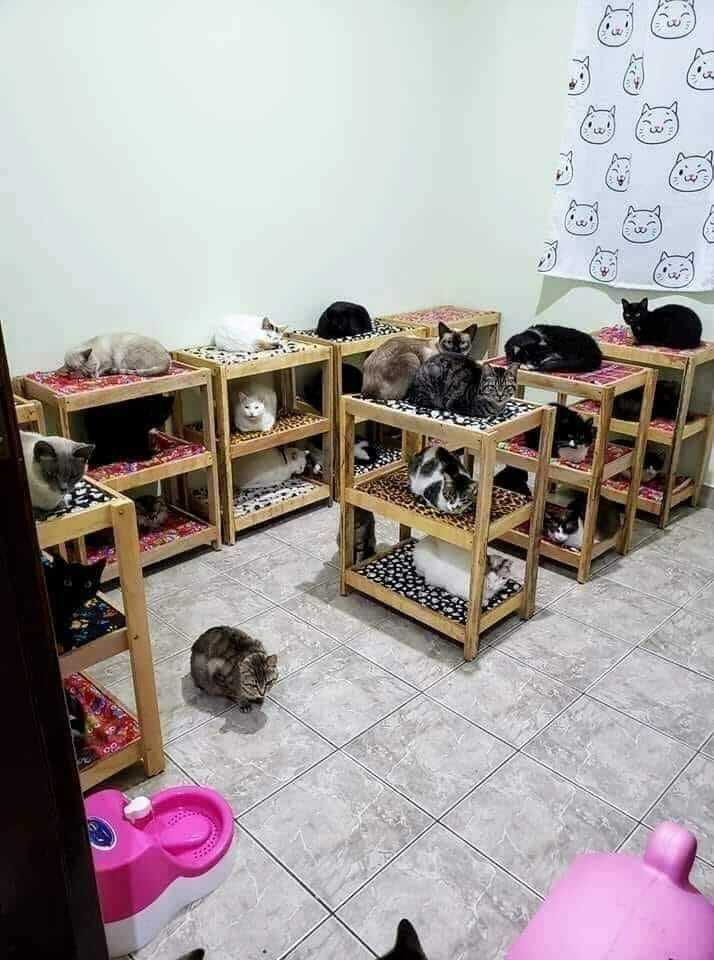 L’ultime lit superposé pour les chatons militaires turcs !