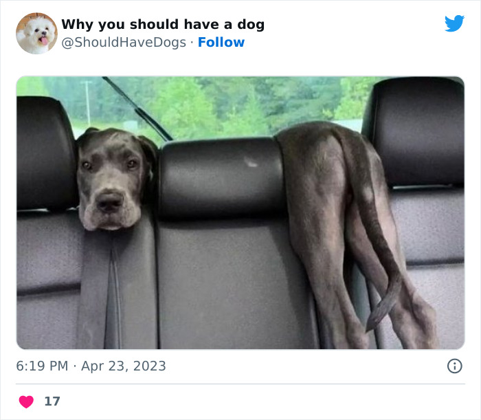 Ce compte twitter partage des photos qui montrent que ta vie n’est jamais ennuyeuse quand tu as un chien (50 pics).