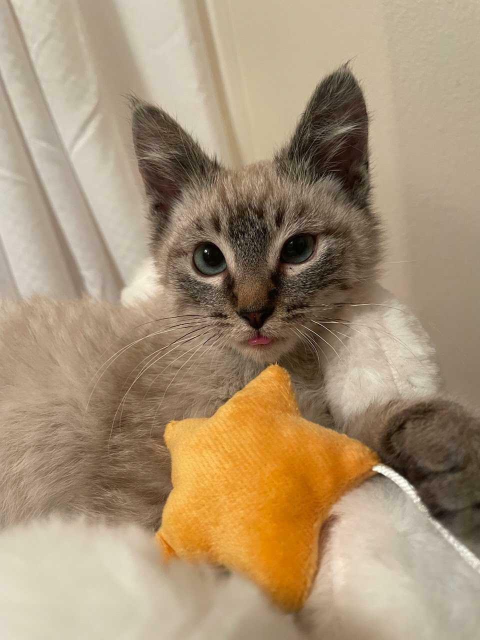 Beauté aux yeux croisés. Elle s’appelle Ellie.