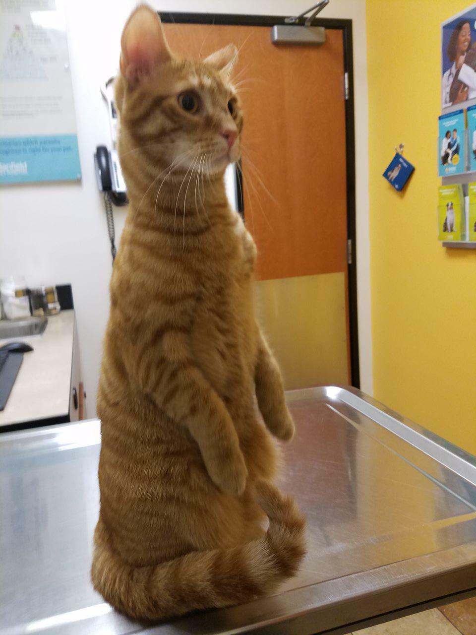 la première visite de mon chat fuego chez le vétérinaire