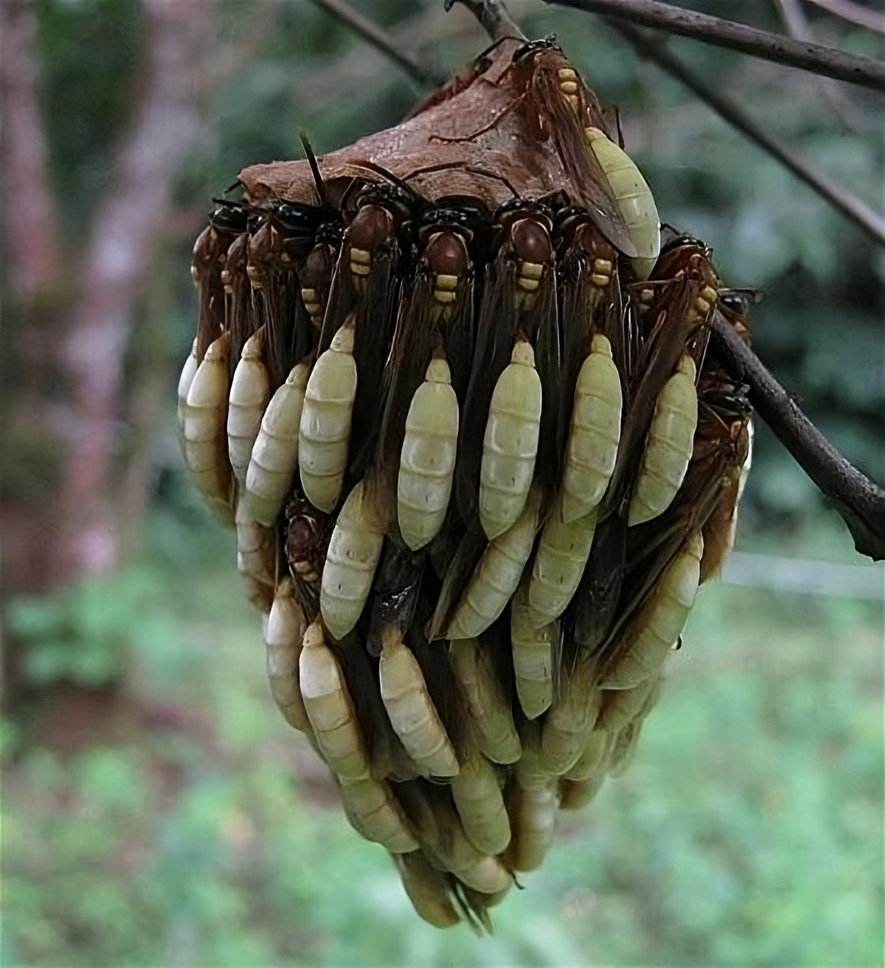 nid de guêpes apoica