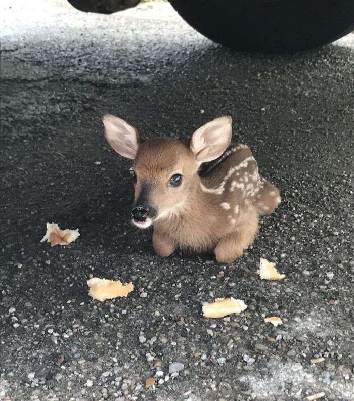 bébé cerf… si petit