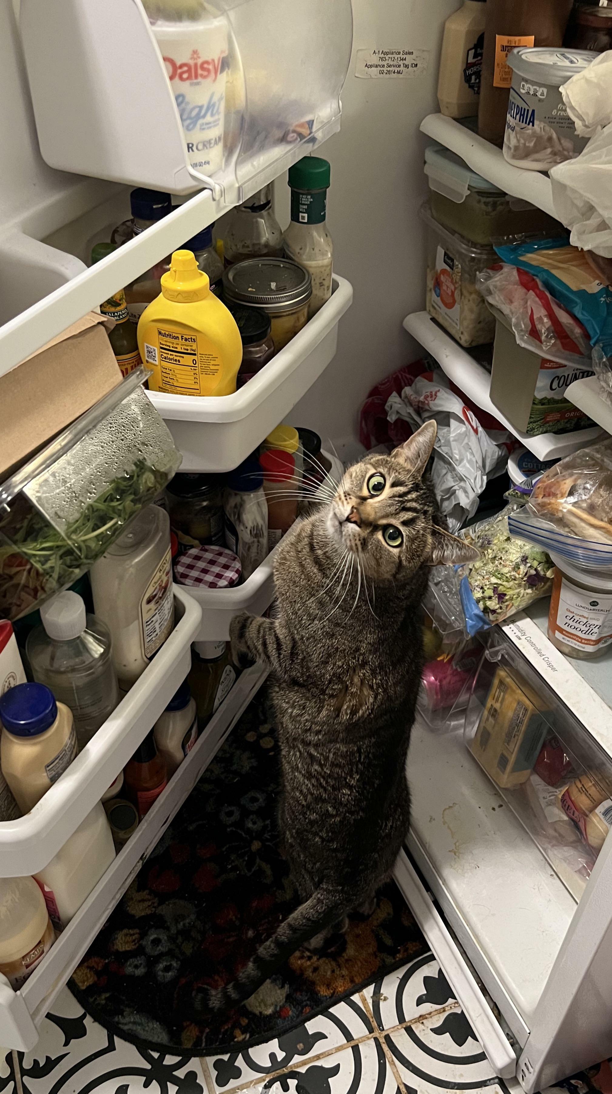 Qu'est-ce qui ne va pas avec ce petit chat, demandes-tu ? Albert est obsédé par le beurre et sait où il se trouve dans le réfrigérateur !