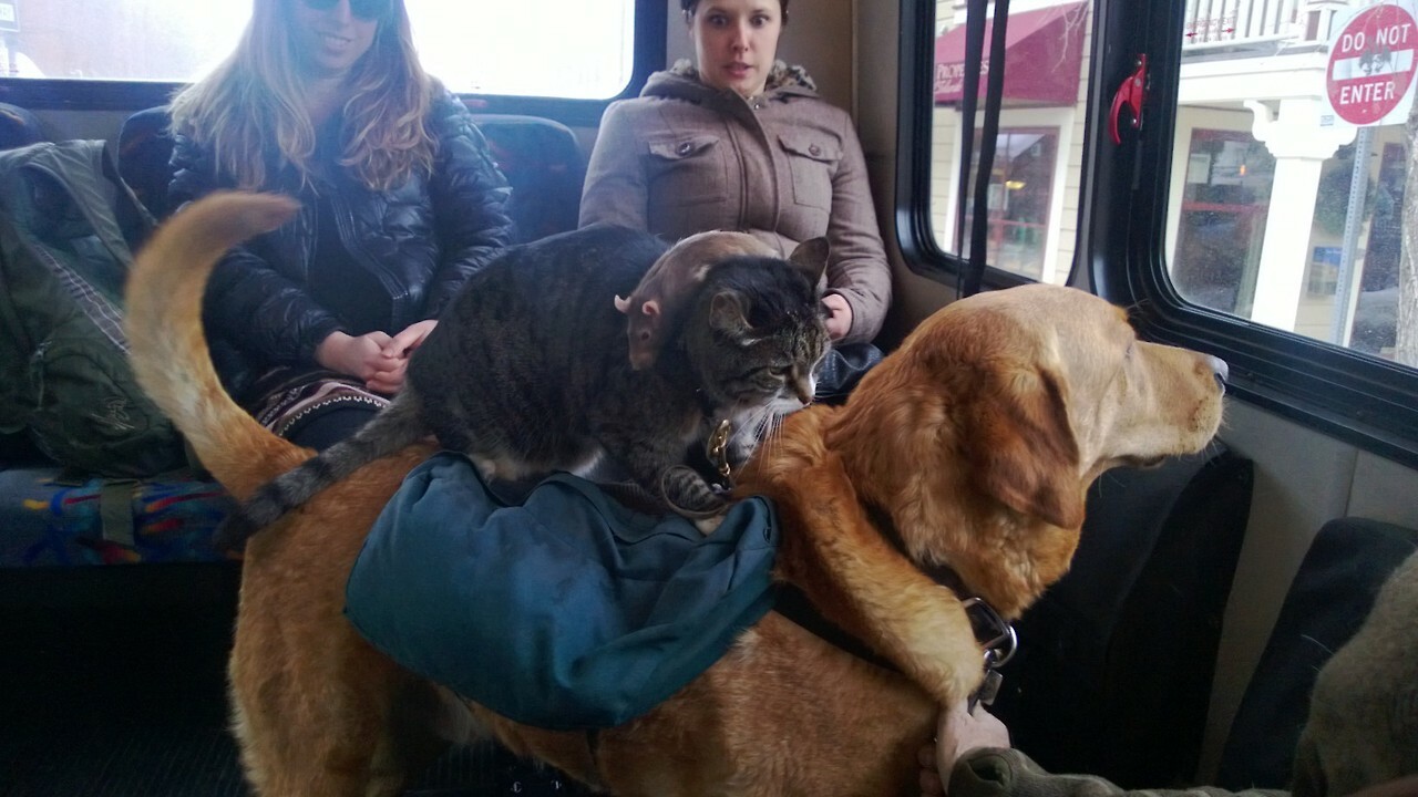 juste un rat, sur un chat, sur un chien, sur le bus