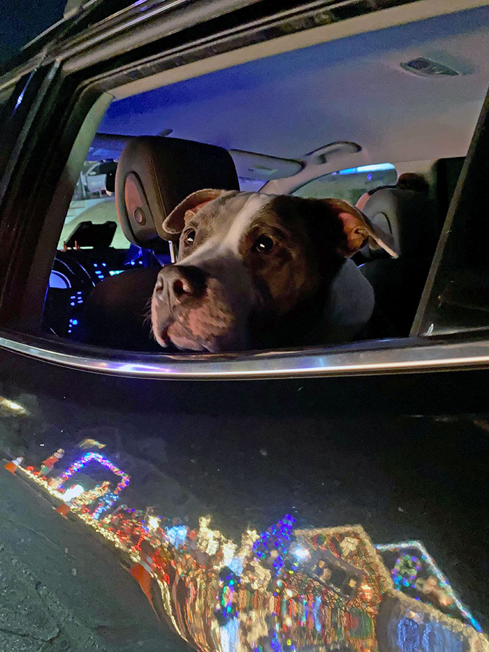 Nous n’avons pas d’enfants, alors ma femme et moi emmenons notre chien regarder les lumières. Il adore ça.