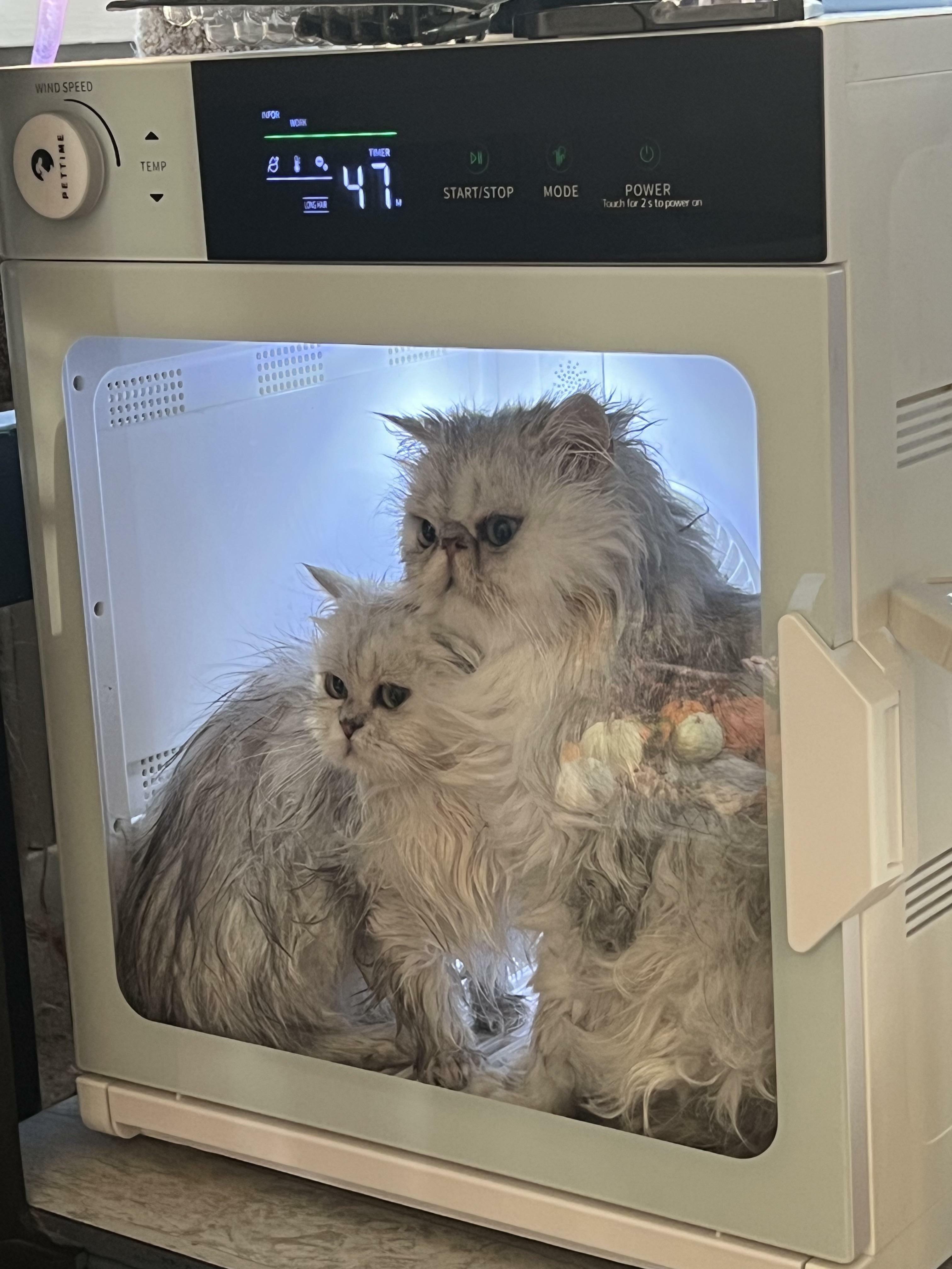 les chats de ma mère regardent la télé pendant qu'ils sont dans le sèche-linge