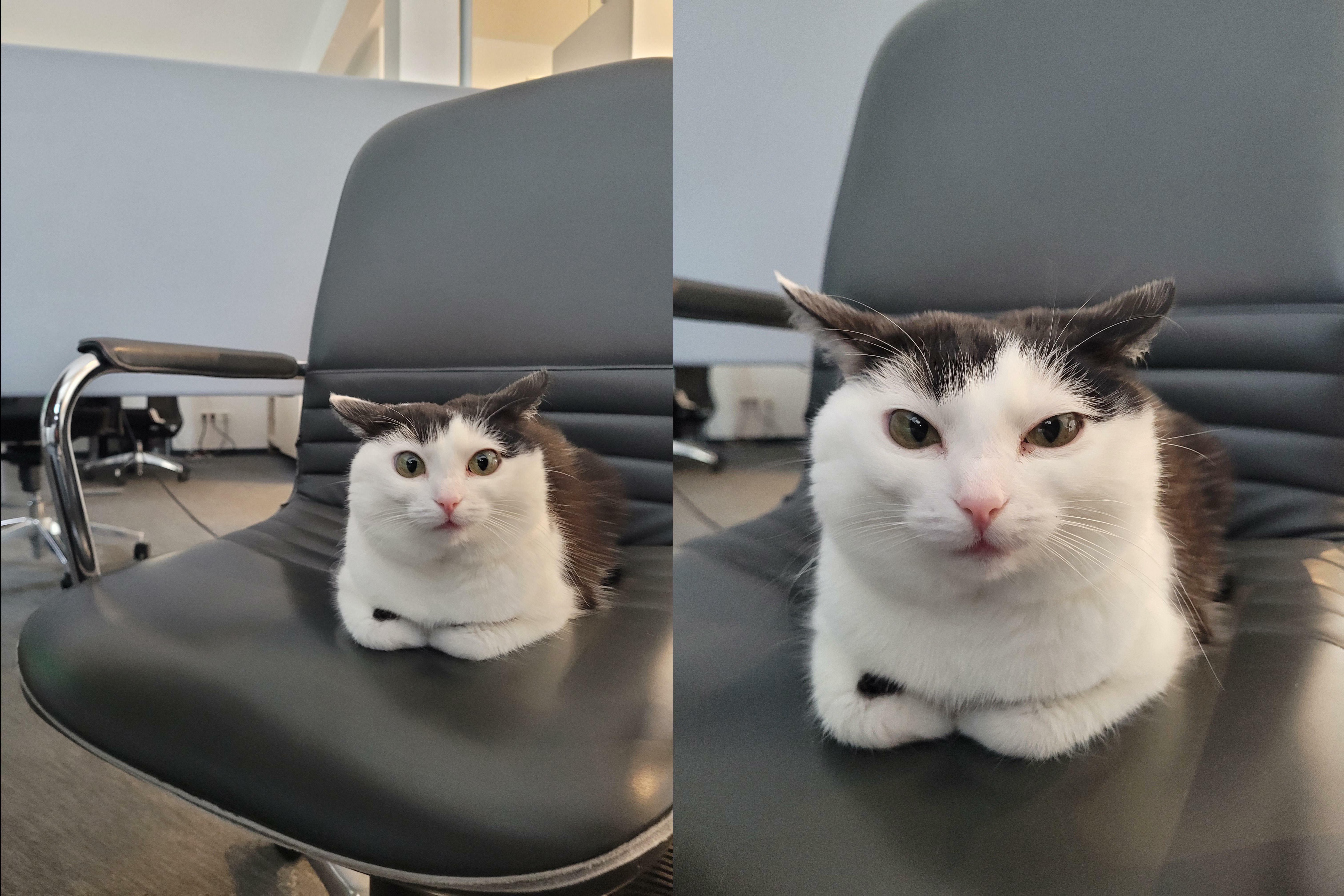 Le chat qui vient nous rendre visite au bureau fait des grimaces intéressantes.