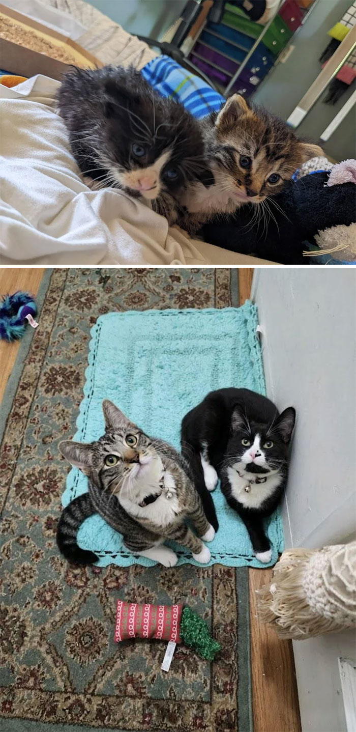 mes premiers chatons d’accueil après qu’un voisin les ait trouvés dans une tempête de pluie vs. quatre mois plus tard dans leur foyer pour toujours !