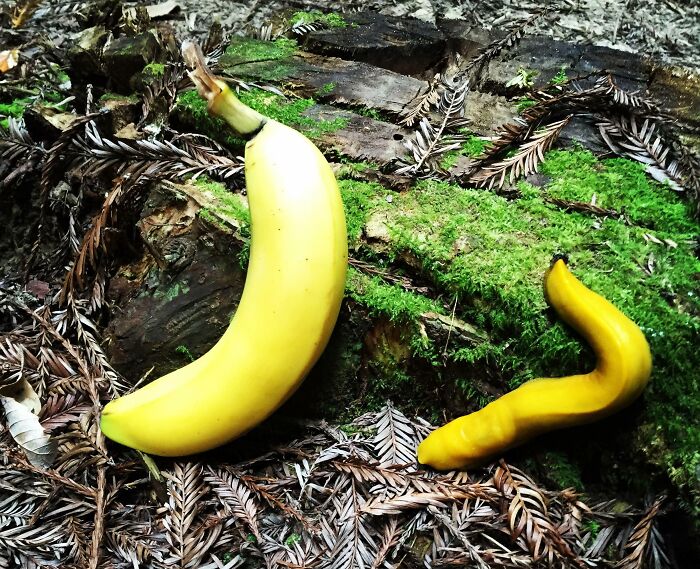 ce fruit tropical qui ressemble à une limace de banane