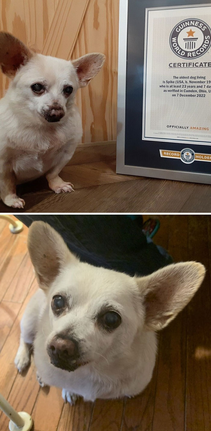 Un chihuahua de 23 ans nommé Spike est actuellement le plus vieux chien vivant au monde.