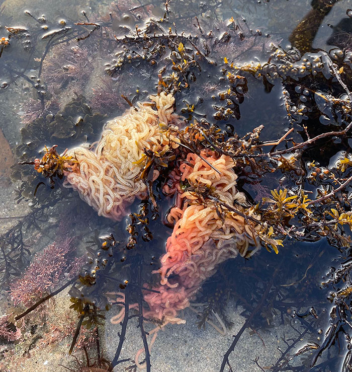 On dirait des nouilles de ramen dans les mares d’eau de mer.