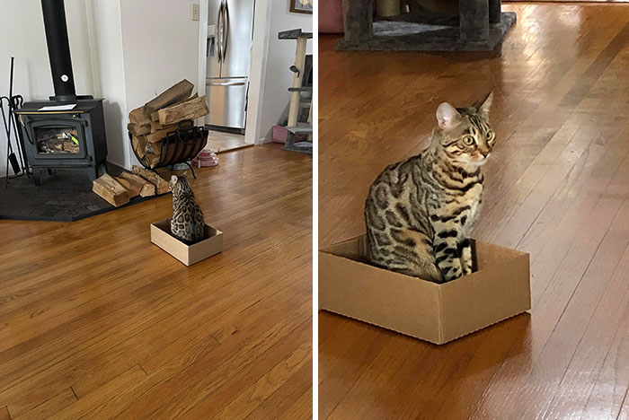 Lucy, qui attend que le feu prenne dans sa boîte préférée.